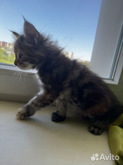Котята мейн-кун