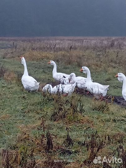 Холмогорские гуси