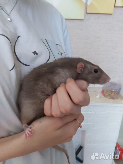 Крыса в добрые руки