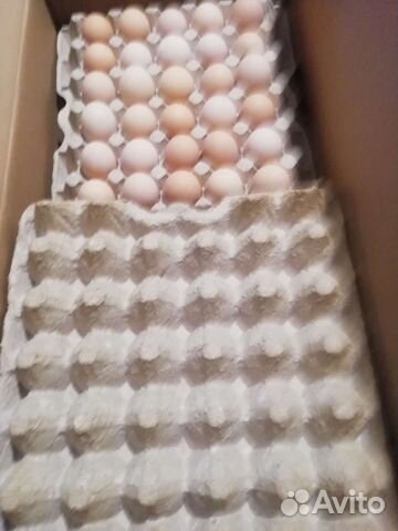 Инкубационное яйцо бройлера кооб