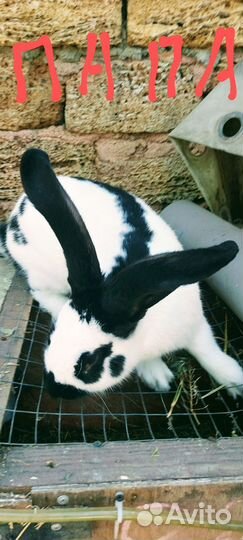 Кролики. Немецкие бабочки