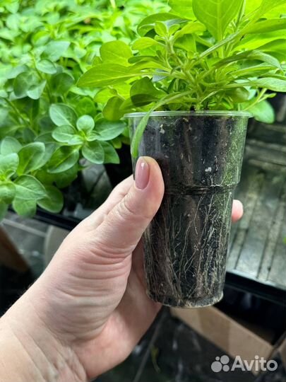 Вегетативная петунья