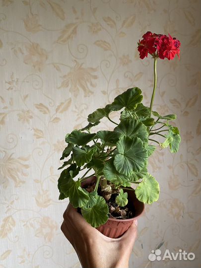 Пеларгония герань