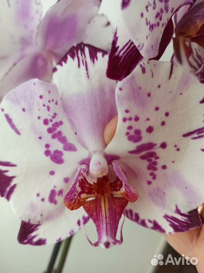 Орхидея фаленопсис