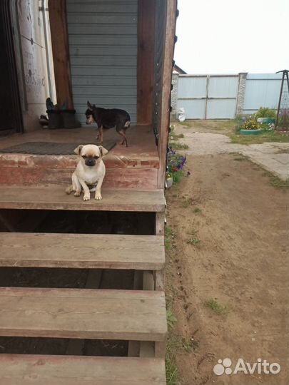 Чихуахуа mini девочка