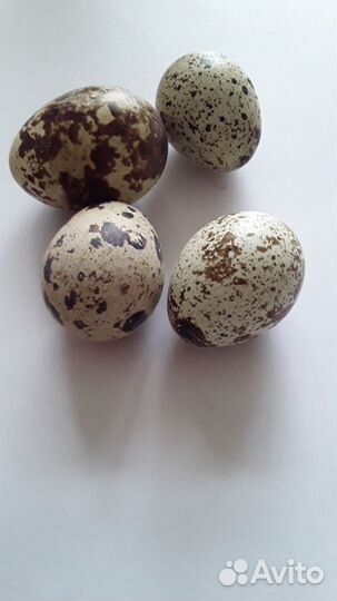 Яйца перепелиные инкубационное и на еду