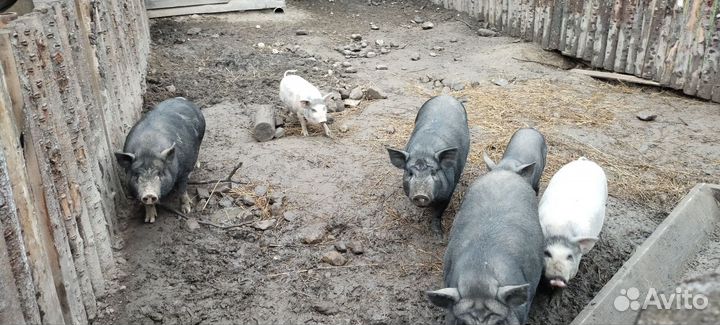 Мясо Свинина домашняя.Сало