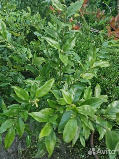 Саркококка малыши и взрослые кусты