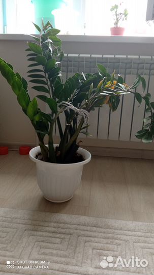 Комнатные растения цветы