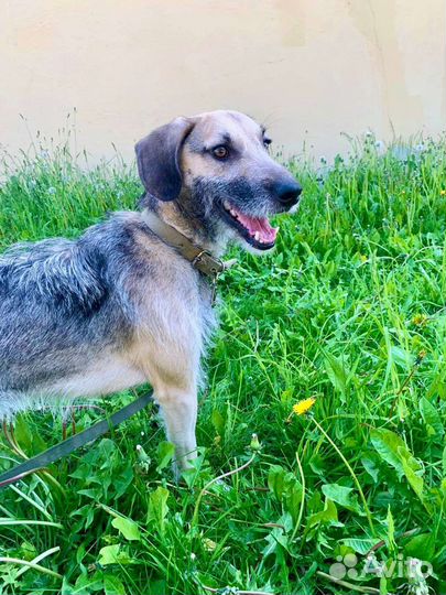 Собака в добрые руки отдам бесплатно