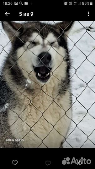 Аляскинский маламут