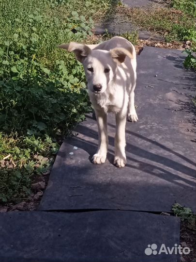 Щенки лабрадора метис