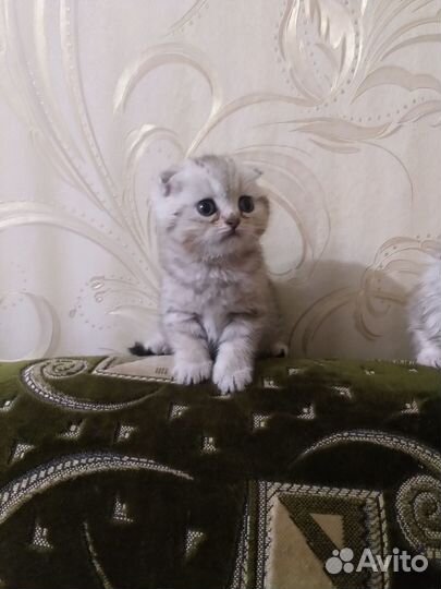 Шотландские котята