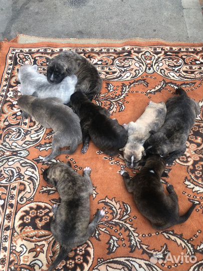 Собаки щенки