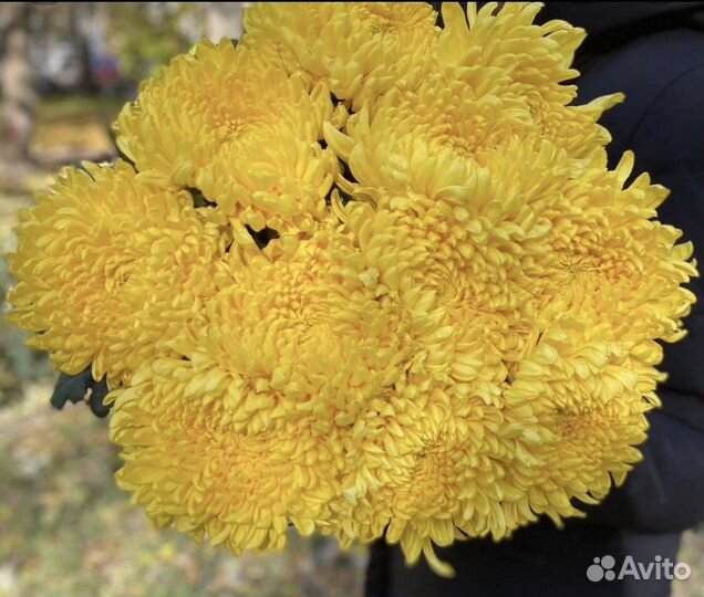 Букет хризантем
