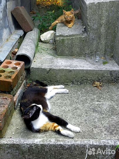 Отдам рыжих котят в добрые руки