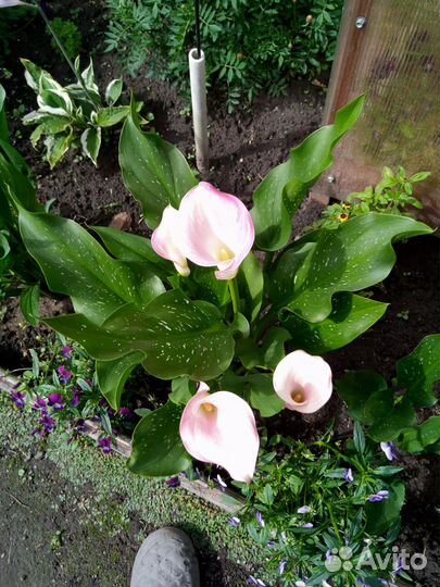 Садовые каллы