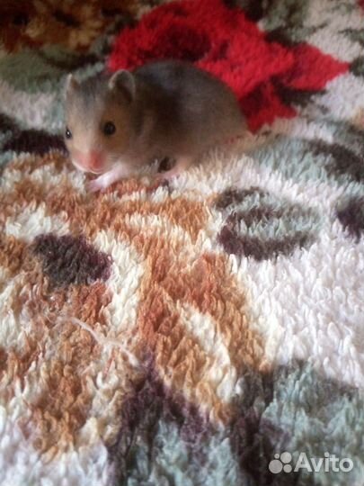 Сирийский хомяк бесплатно