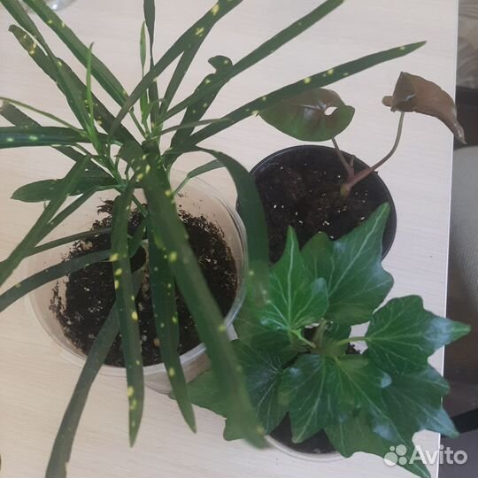 Саженцы и черенки по заказу комнатных растений