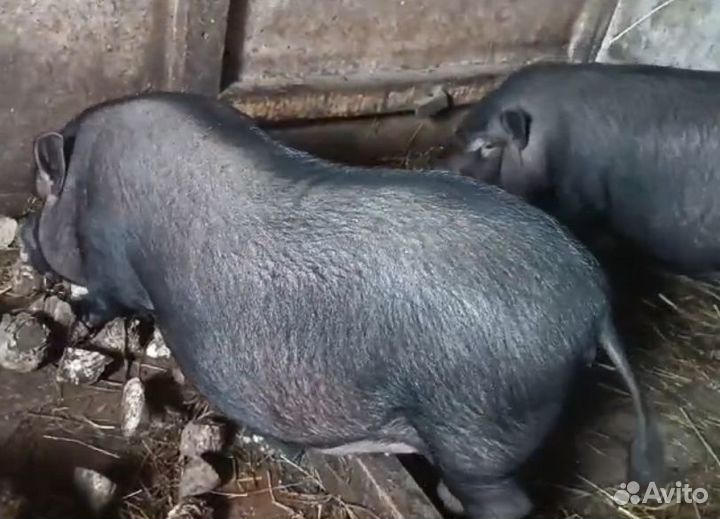 Продаю вьетнамских вислобрюхих свиней
