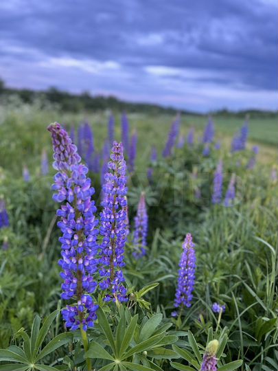 Участок 4,6 га (СНТ, ДНП)