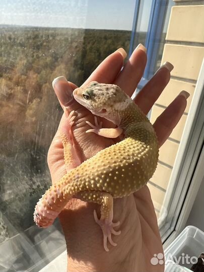 Эублефар малыши