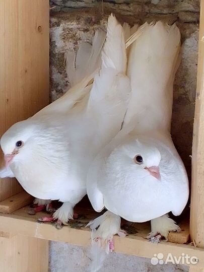 Продам голубей