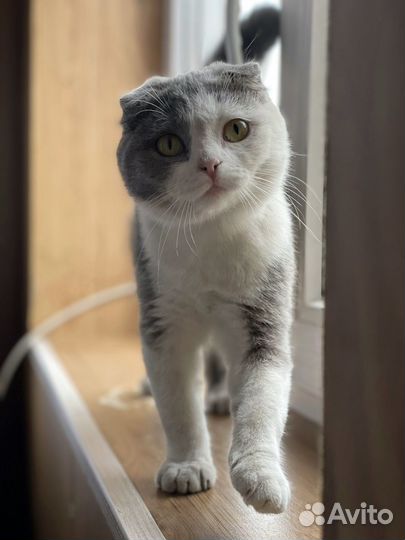 Кошечка скотиш фолд