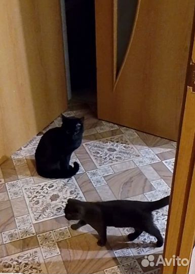 Передержка котов/кошек в домашних условиях