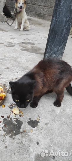 Кошки и котята