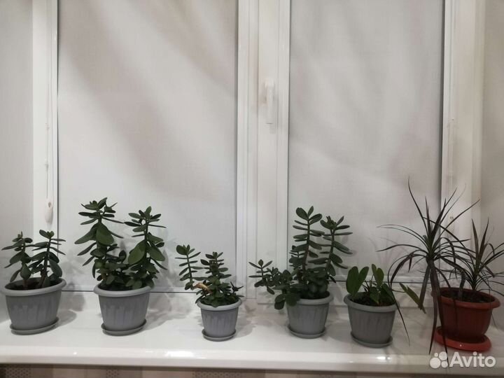 Комнатные цветы денежное дерево