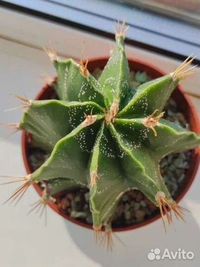 Астрофитум украшенный