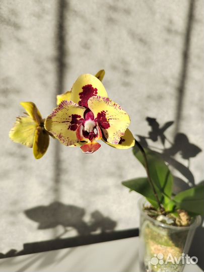 Орхидея фаленопсис бабочка