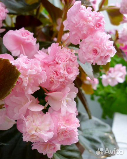 Бегонии, фиалки (сенполии)