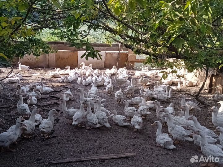 Утки муларды