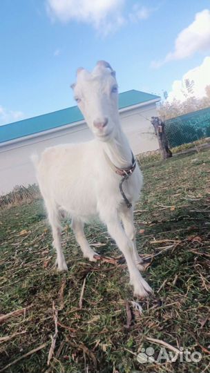 Зааненская коза и ломанча