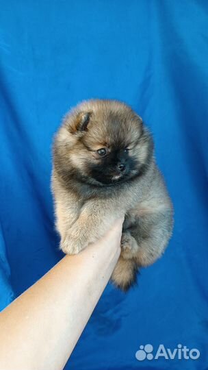 Померанский шпиц