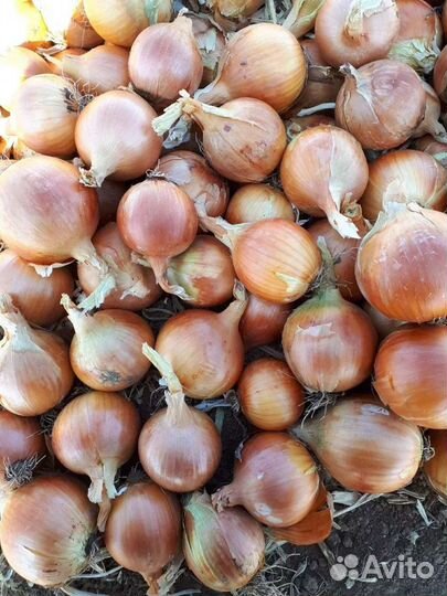 Лук репчатый