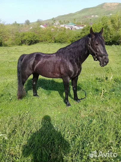 Карачаевский жеребец