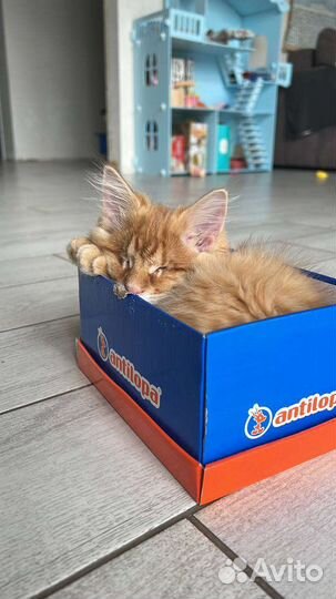 Слепой котёнок 3.5 мес