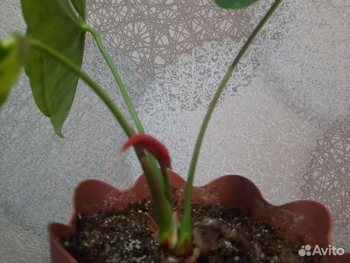 Антуриум Dakota