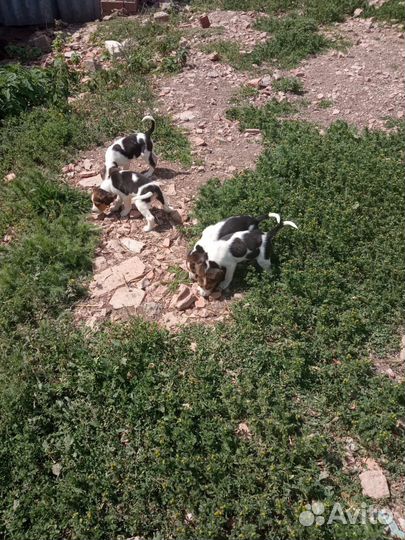 Русская пегая гончая