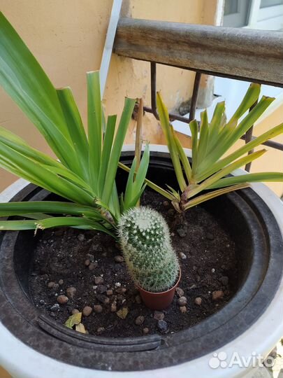 Цветок в кашпо