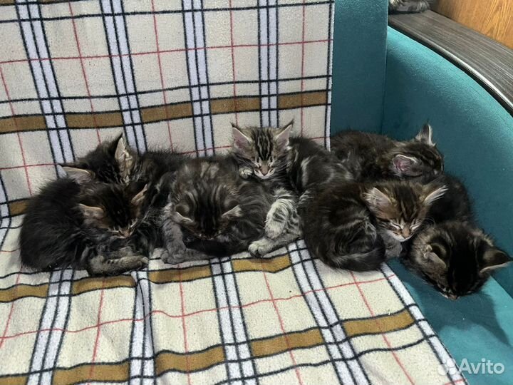 Котята мейн-кун