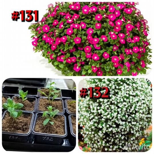 Калибрахоа петуния хризантема вегетативные черенки