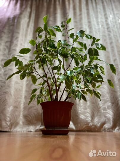 Фикус бенджамина пестролистный