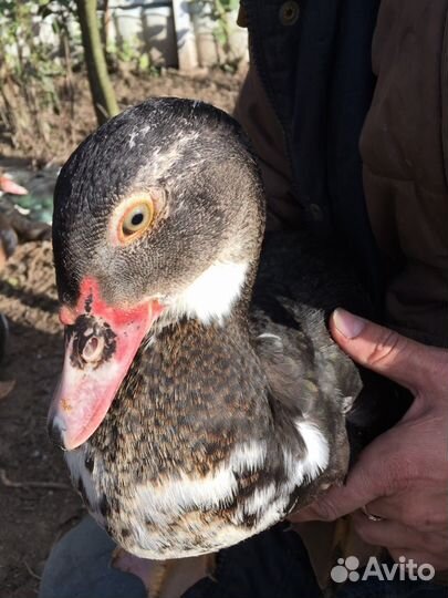 Индоутята, циплята, цесарки