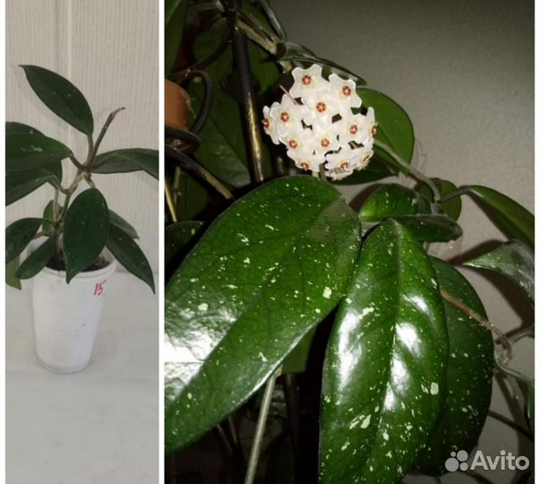 Комнатные растения