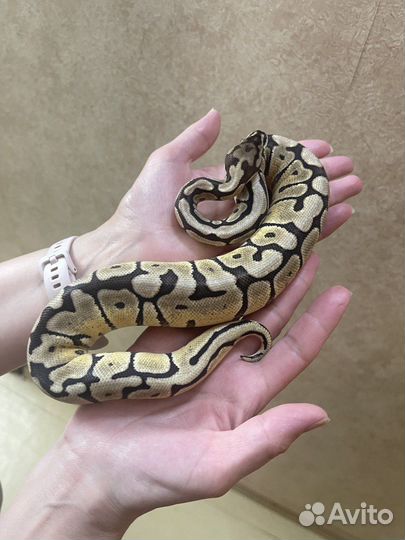 Королевская змея