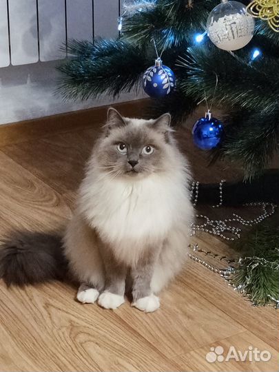 Нужен жених для кошечки